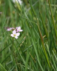 Wiese-Wiesenschaumkraut-60.jpg